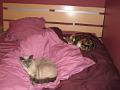 2008-03 Mia-Saphir 001